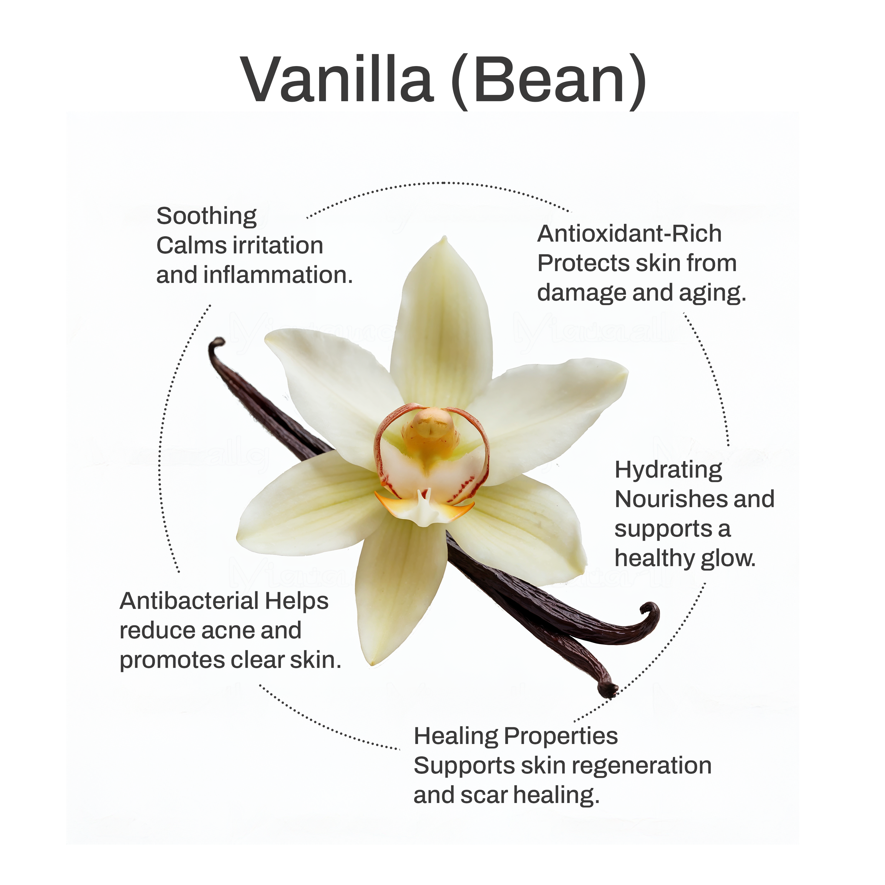 Whipped Grass-Fed Tallow Balm with Vanilla Bean